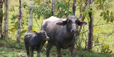 Panamá apuesta por criaderos de búfalos